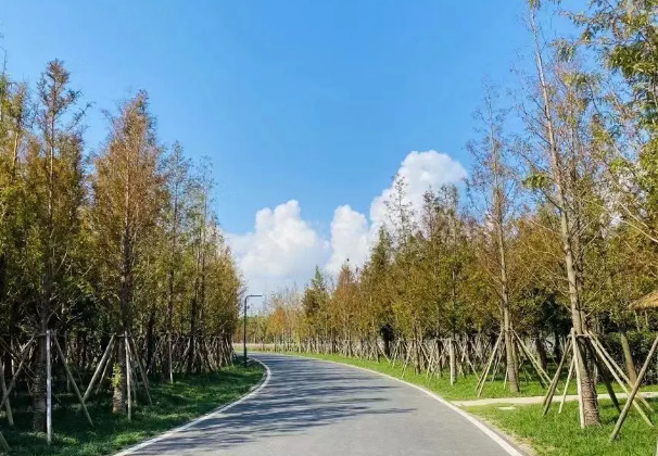 中加楓華國際學(xué)校